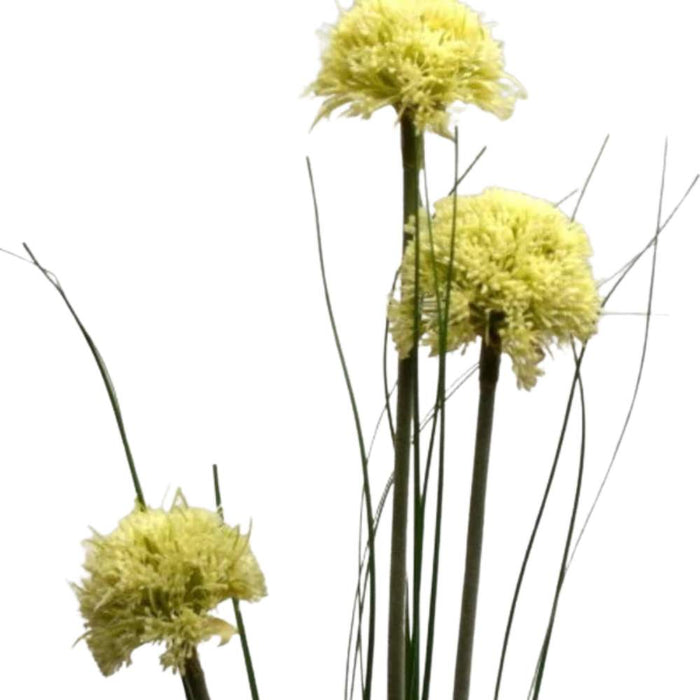 allium spray