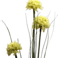 allium spray