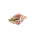 Coralia Bloom Deco