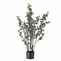 Eucalyptus Foliage