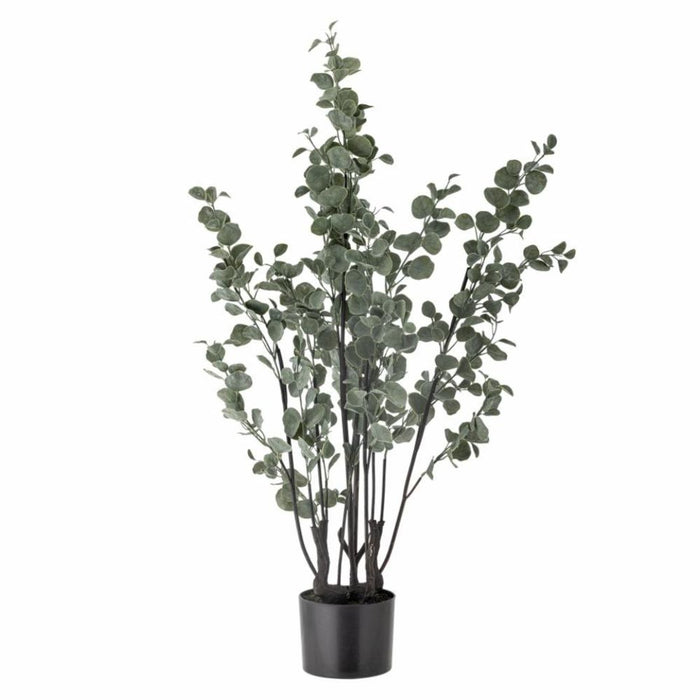 Eucalyptus Foliage