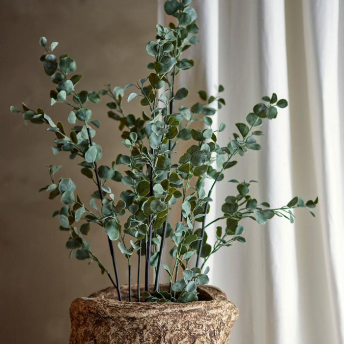 Eucalyptus Foliage