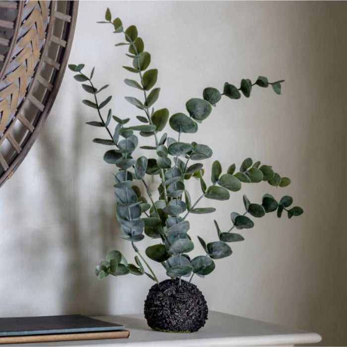 Eucalyptus in Soil - Pod Furniture Ireland