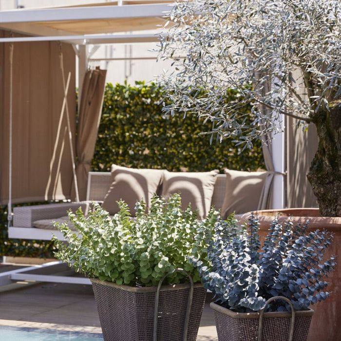 Eucalyptus Sprig, Large