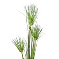 papyrus plant