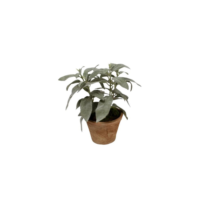 Potted Sage