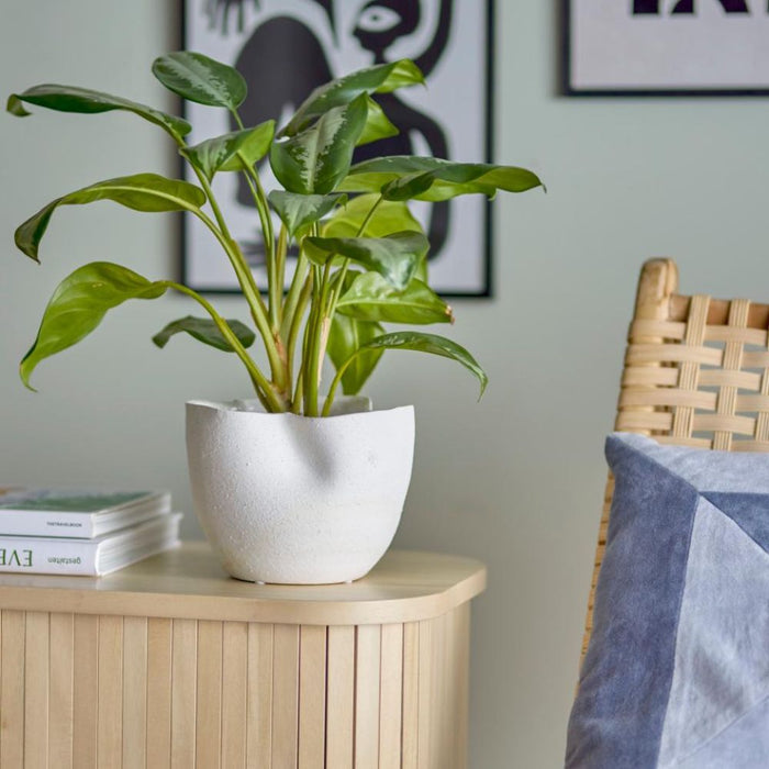 Samara Flower Pot
