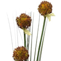 thistle brown